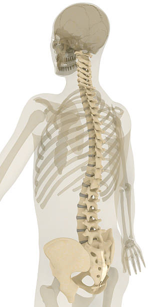 kręgosłup człowieka - human bone forensic science medical scan morphology zdjęcia i obrazy z banku zdjęć