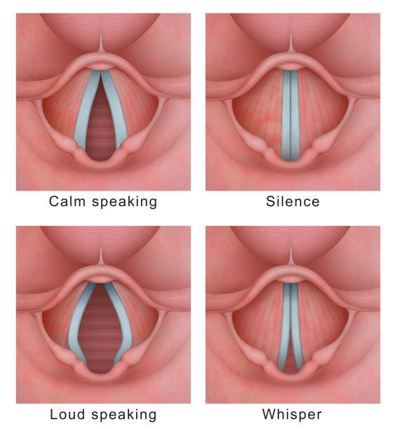 ciclo vibratorio de las cuerdas vocales (cuerdas vocales) - cuerda vocal fotos fotografías e imágenes de stock