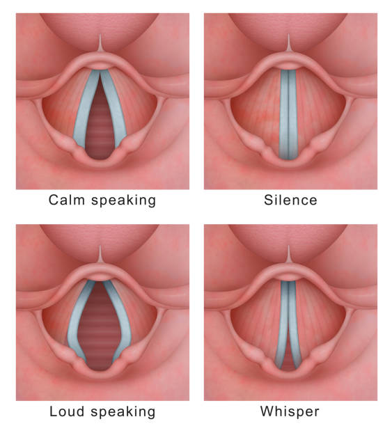 Vocal cord (vocal folds) vibratory cycle The vocal cords (also called vocal folds) are two bands of smooth muscle tissue found in the larynx (voice box). The vocal cords vibrate and air passes through the cords from the lungs to produce the sound of your voice larynx stock pictures, royalty-free photos & images