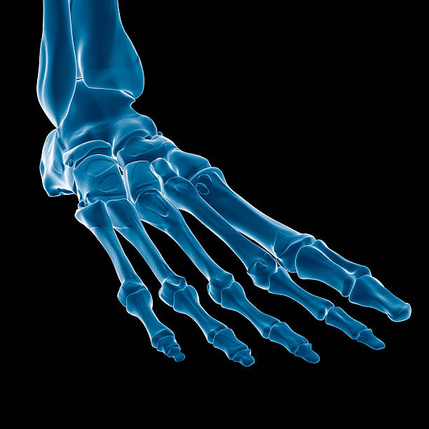zdjęcie rentgenowskie stopy perspektywy - human bone forensic science medical scan morphology zdjęcia i obrazy z banku zdjęć