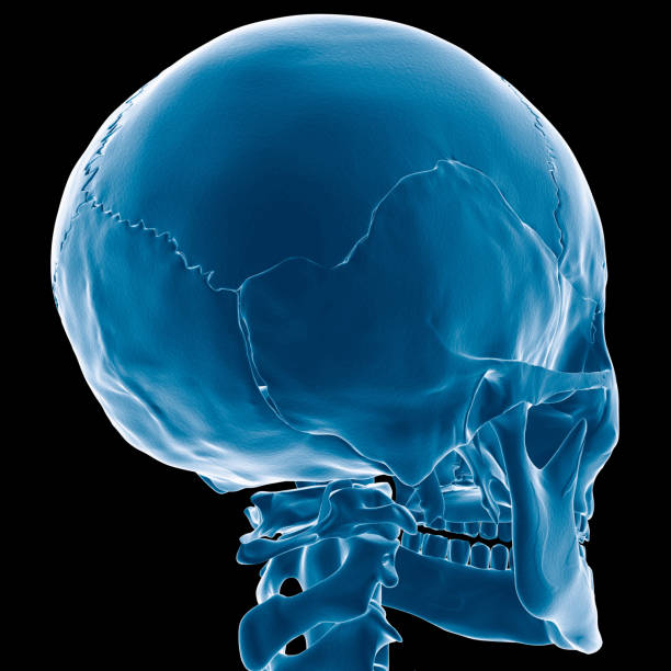 teschio vista a raggi x - human bone forensic science medical scan morphology foto e immagini stock