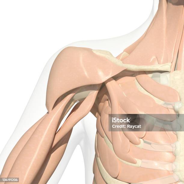 肩の - 上腕の筋肉のストックフォトや画像を多数ご用意 - 上腕の筋肉, 手術, 3D