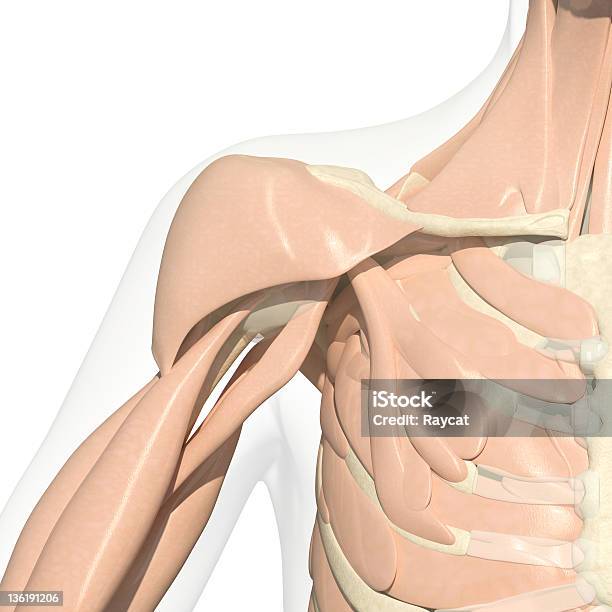 갓길 수술에 대한 스톡 사진 및 기타 이미지 - 수술, 이두근, 3D 스캔