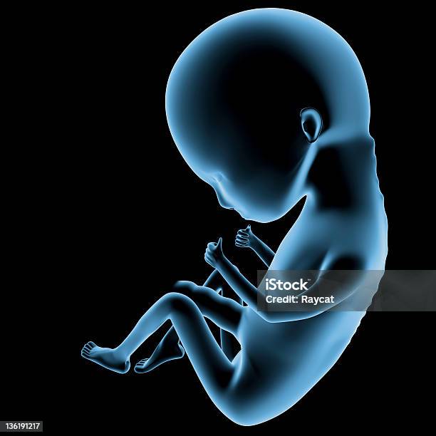 Эмбриона Человека 12 Недель — стоковые фотографии и другие картинки Анатомия - Анатомия, Беременная, Биология