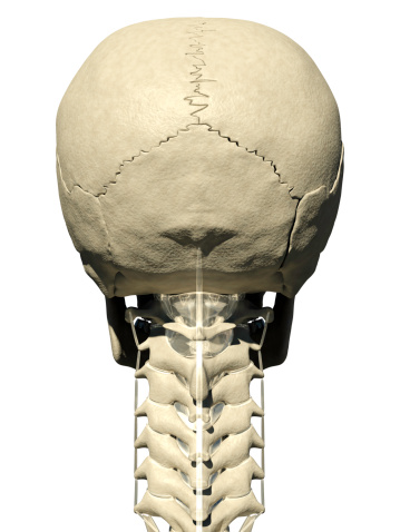 Digital medical illustration: Posterior (back) view (orthogonal) of human skull (includes teeth) and neck featuring vertebrae, discs and ligaments (includes visible Interspinale, Nuchae, Anulus, Flavum, Capsula and Intertransversarium).