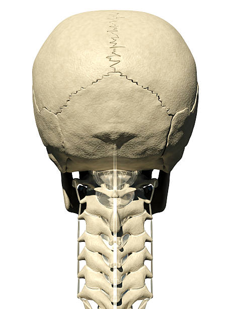 czaszka i szyi-z - human bone forensic science medical scan morphology zdjęcia i obrazy z banku zdjęć