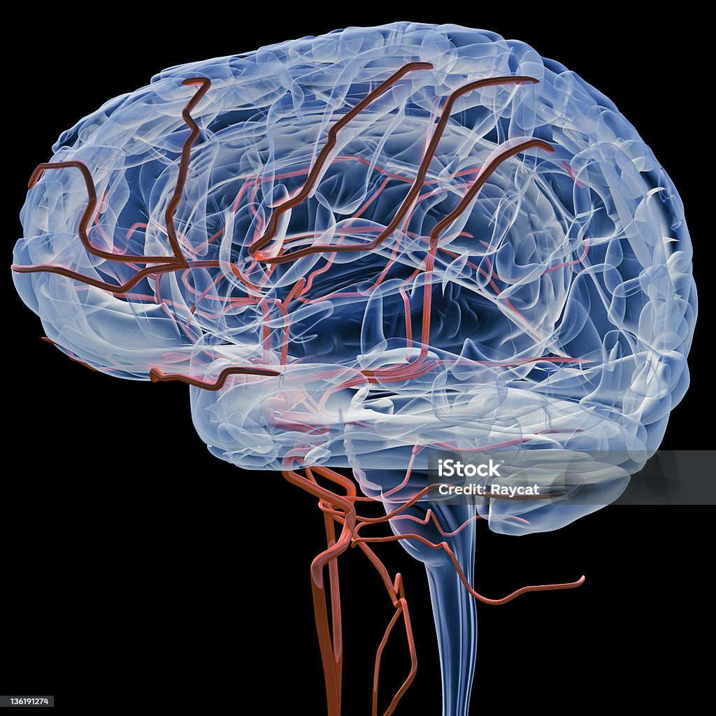 Cervello con bloodvessels radiografie (laterale - Foto stock royalty-free di Vaso sanguigno