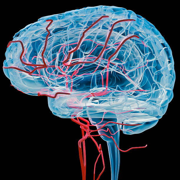 Brain with bloodvessels x-ray (Side) stock photo