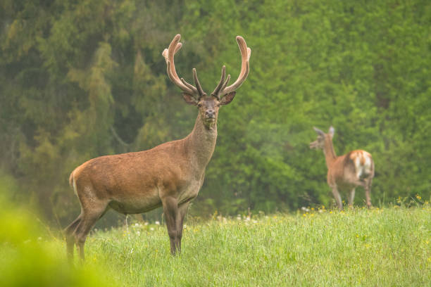 istock Red Deer (Cervus elaphus), Bieszczady Mountains, Carpathians, Poland. 1361913227