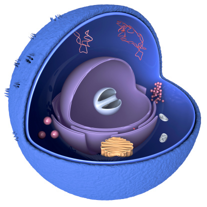 Digital medical illustration: Microscopic cross section of a nucleus featuring: