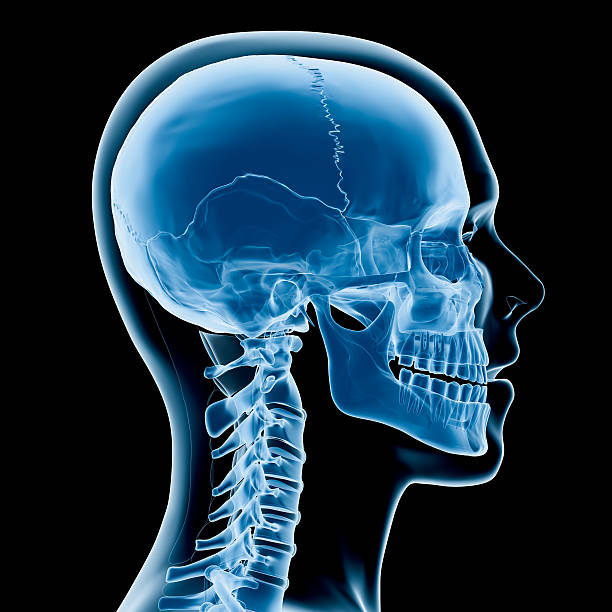 Head and neck x-ray Digital medical illustration: Lateral (side) x-ray view (orthogonal) of human skull and neck. Featuring: human skull stock pictures, royalty-free photos & images