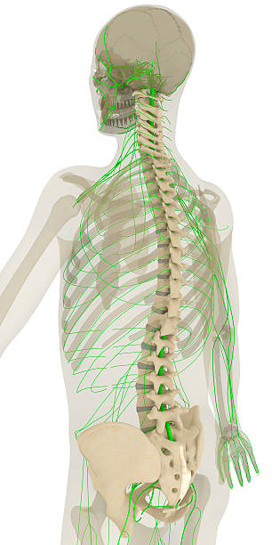 kręgosłupa i układ nerwowy - human bone forensic science medical scan morphology zdjęcia i obrazy z banku zdjęć