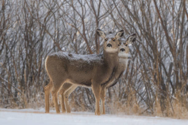 istock Deer twins in central Montana 1361913879