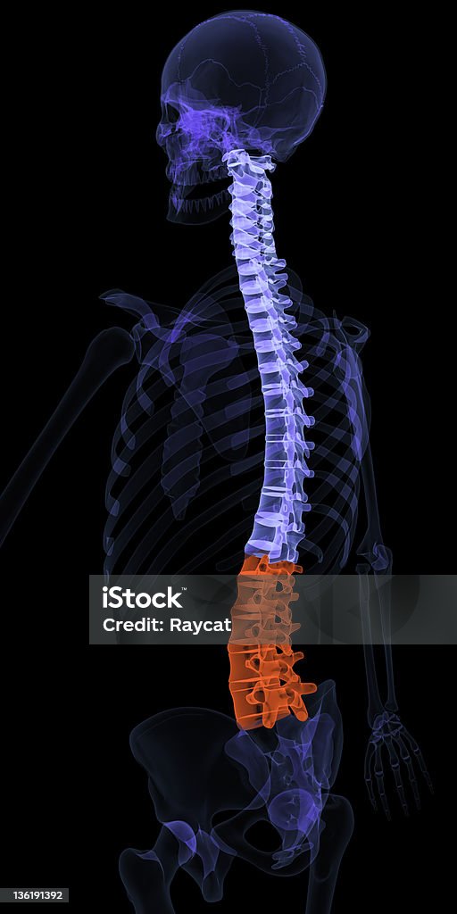 Vértebra lumbar de la columna vertebral, relieve - Foto de stock de Cauda Equina libre de derechos