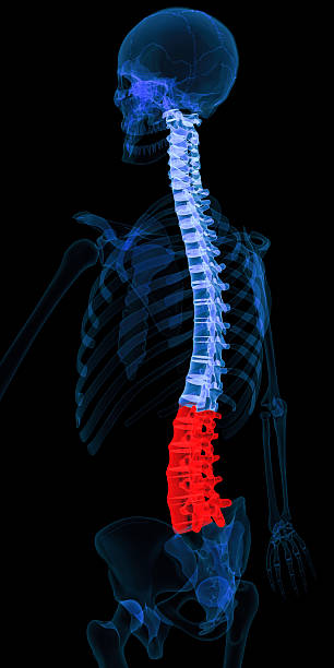 colonna vertebrale-vertebra lombare evidenziato - human bone forensic science medical scan morphology foto e immagini stock