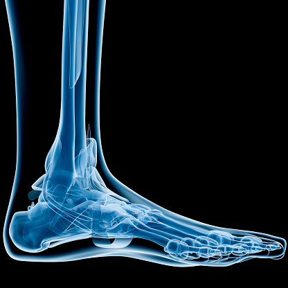 Digital medical illustration: Lateral (side) x-ray view (orthogonal) of human foot and ankle. Featuring: