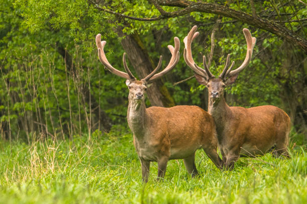 istock Red Deer (Cervus elaphus), Bieszczady Mountains, Carpathians, Poland. 1361914038