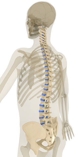 colonna vertebrale-legamenti evidenziato - human bone forensic science medical scan morphology foto e immagini stock