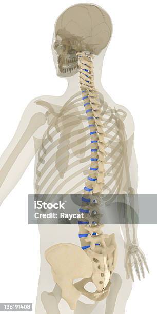 Kręgosłupawięzadeł Zaznaczone - zdjęcia stockowe i więcej obrazów Ilustracja - Ilustracja, Kręgosłup - część ciała, Dysekcja