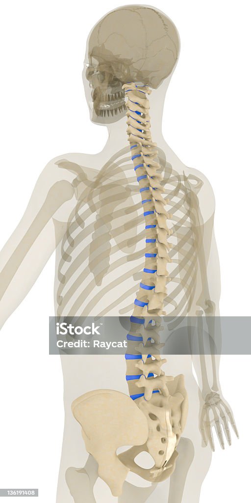 Coluna-ligamentos realçada - Royalty-free Coluna vertebral - Parte do corpo Foto de stock