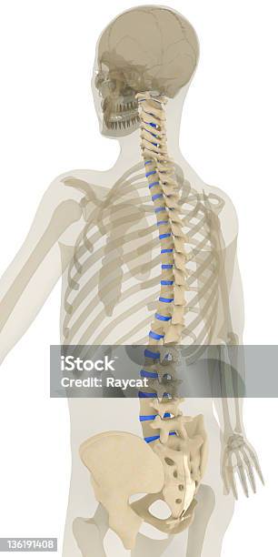 Colunaligamentos Realçada - Fotografias de stock e mais imagens de Coluna vertebral - Parte do corpo - Coluna vertebral - Parte do corpo, Ilustração, Atrás