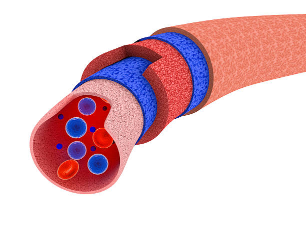 Blood vessel cross section Digital medical illustration: Microscopic cross section of human blood vessel featuring: tunica adventitia stock pictures, royalty-free photos & images
