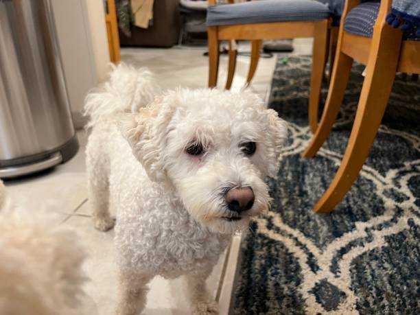istock Young Bichon Frise Dog in Home 1361914130