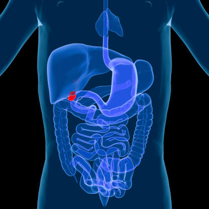 Digital medical illustration: X-ray of human digestive system, with galbladder highlighted. Anterior (front) view.