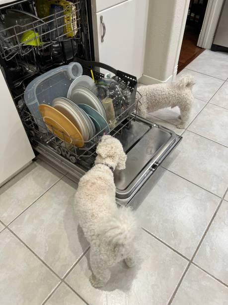 Bichon Frises licking dishwasher Two Bichon Frise dogs lick dishes in a dishwasher dog dishwasher stock pictures, royalty-free photos & images