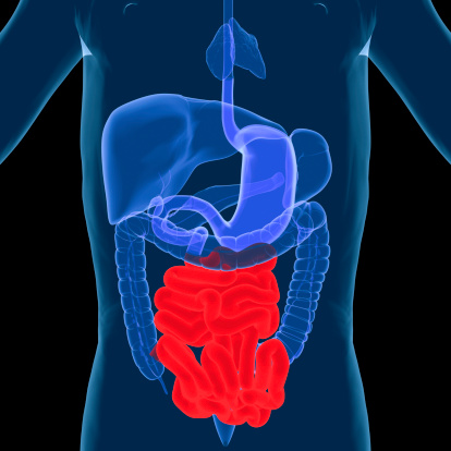Digital medical illustration: X-ray of human digestive system, with small intestine (ileum) highlighted. Anterior (front) view.
