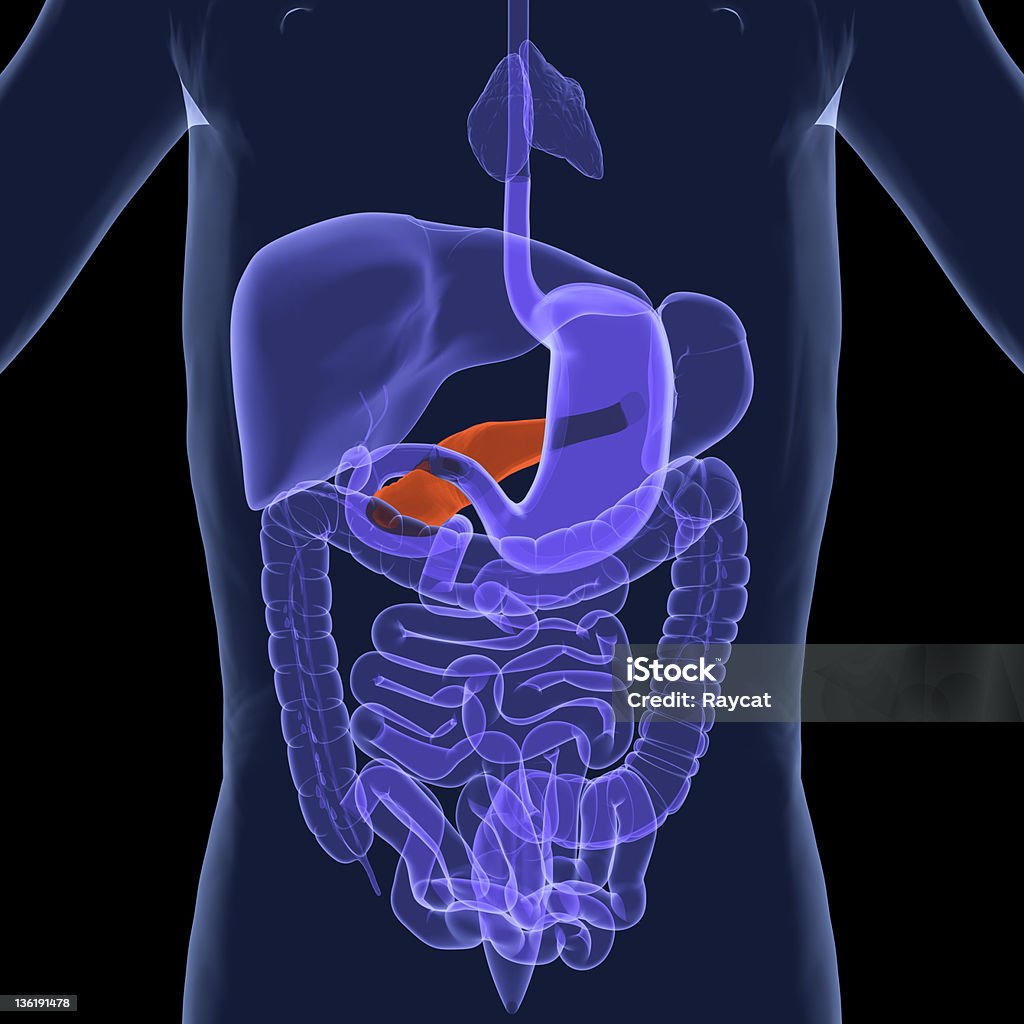 Sistema digestivo-Pâncreas - Foto de stock de Timo royalty-free