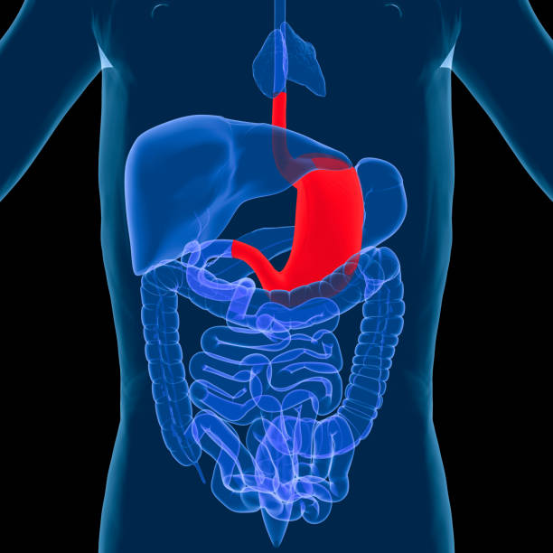 소화계통-위 - descending colon 뉴스 사진 이미지