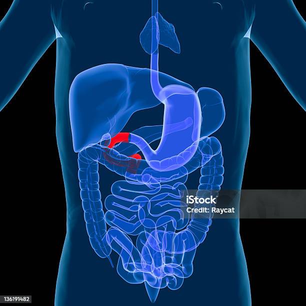 Foto de Sistema Digestivoduodeno e mais fotos de stock de Abdome - Abdome, Abdômen Humano, Analisar