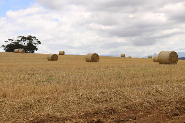 hay rolls in the fields near caledon in the western cape - hayfield imagens e fotografias de stock