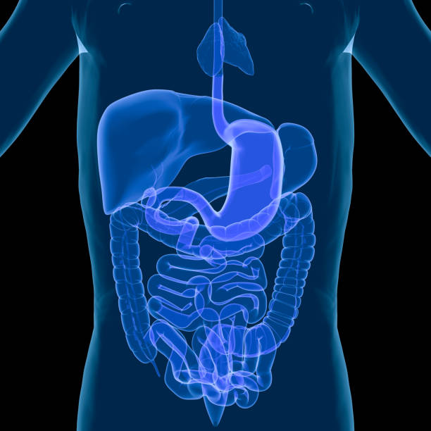 istock An illustration of the human digestive system 136191504
