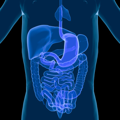 A large intestine shape made from paper on a blue background. Treatment and prevention of constipation and diarrhea. Intestinal microflora and probiotics. Top view. Space for text. Healthcare concept