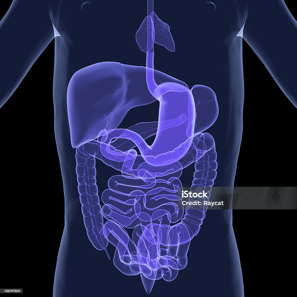Sistema digestivo - Foto de stock de Abdome royalty-free