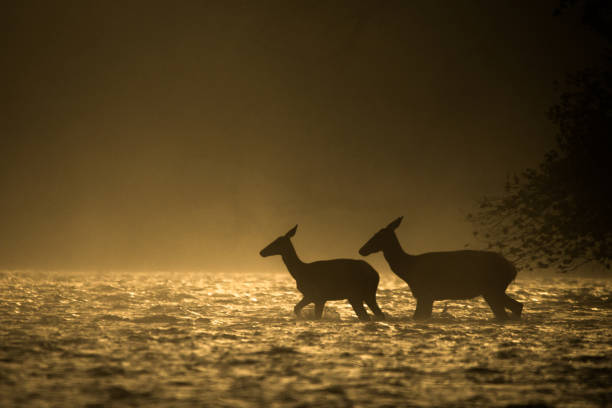 Red Deer (Cervus elaphus), Bieszczady Mountains, Carpathians, Poland.