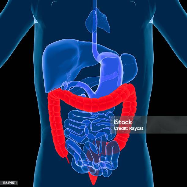 消化器系の大腸 - 3Dのストックフォトや画像を多数ご用意 - 3D, イラストレーション, カットアウト