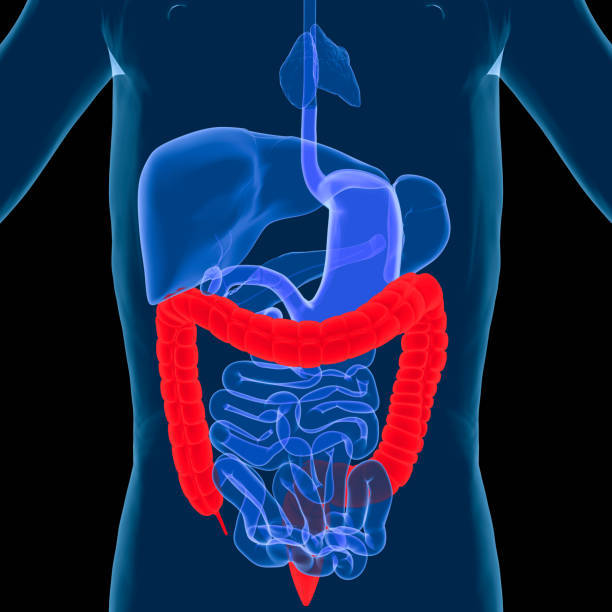 소화계통-대장 - descending colon 뉴스 사진 이미지