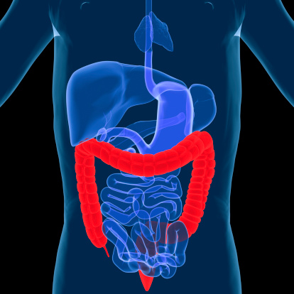 Intestines hologram on a blue background. Constipation concept, bowel disorder, body scan, digital x-ray, abdominal organs. 3D illustration, 3D render
