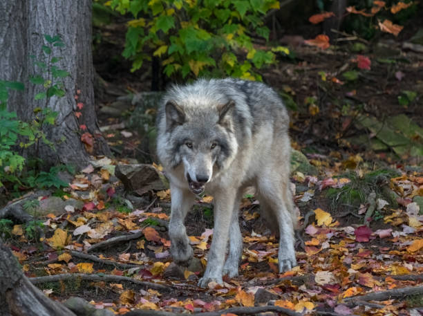 istock Face view of angry wolf in autumn forest 1361915129