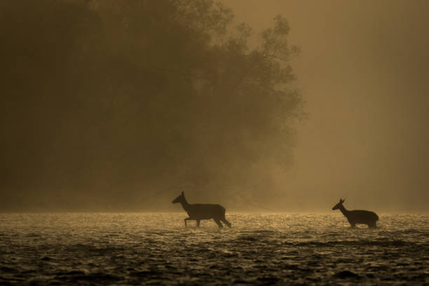 istock Red Deer (Cervus elaphus), Bieszczady Mountains, Carpathians, Poland. 1361915154