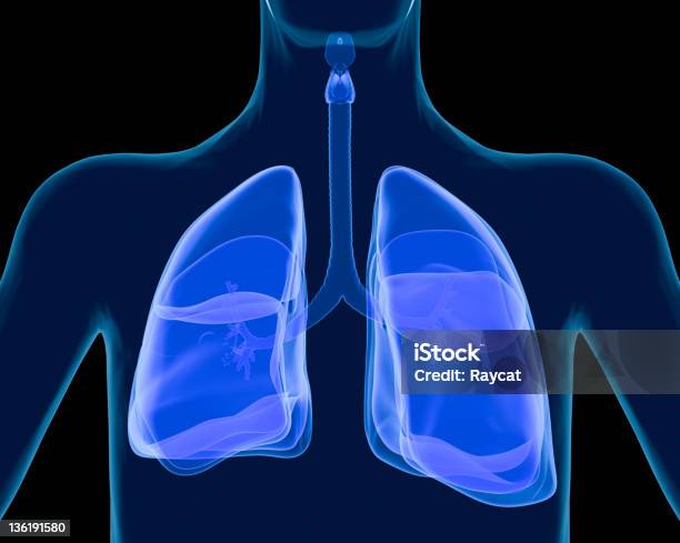 Foto de Sistema Respiratório Humano e mais fotos de stock de Corpo humano - Corpo humano, Tridimensional, Analisar