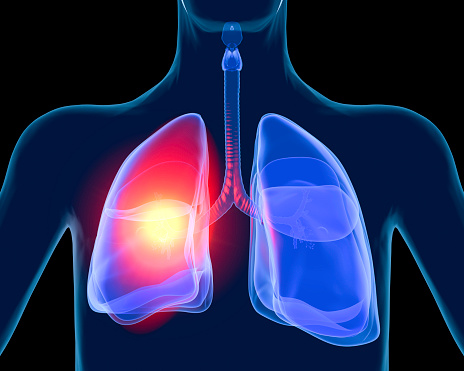 Digital medical illustration: Human respiratory system, anterior (front) view (orthogonal).