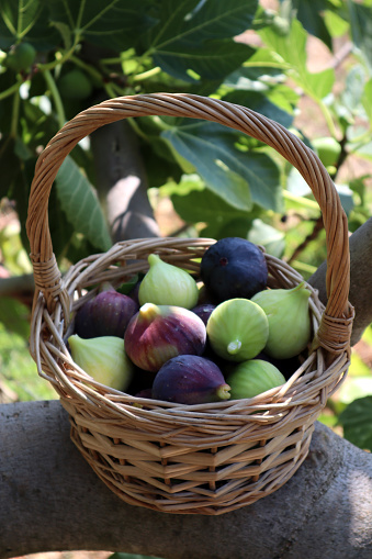 Fresh green and purple figs in a basket in the garden