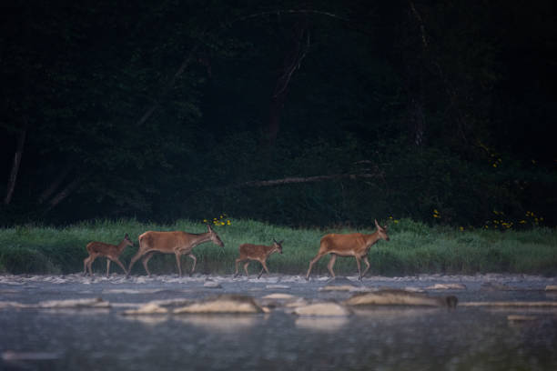 istock Red Deer (Cervus elaphus), Bieszczady Mountains, Carpathians, Poland. 1361915976
