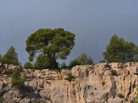 Low angle view of steep beige colored rocks with Aleppo pine trees (Pinus halepensis) on top at Calanques National Park near Cassis in southern France near mediterranean coast on cloudy day.