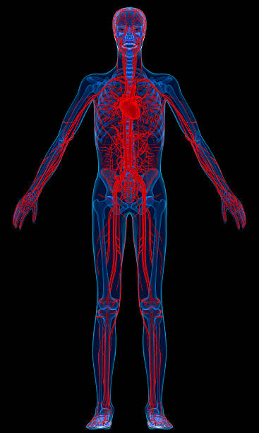 sistema cardiovascolare - human bone forensic science medical scan morphology foto e immagini stock
