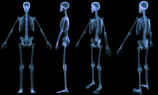 Digital medical illustration: X-ray of human skeleton. 